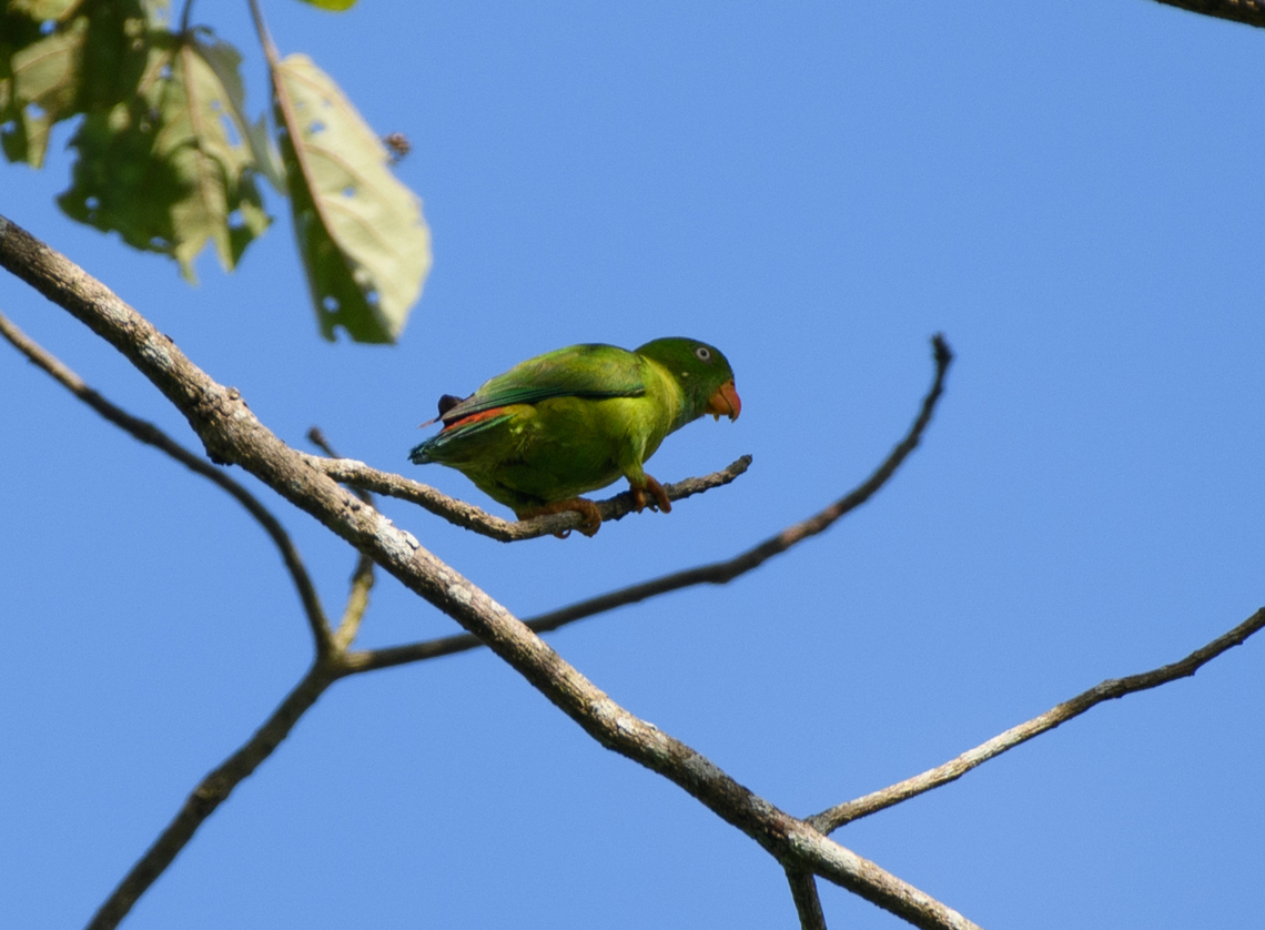 Vernal Hanging-Parrot, Cat Tien National Park, Vietnam  Asia,Cat Tien National Park,Dong Nai,Geotagged,Loriculus vernalis,Spring,Vernal hanging parrot,Vietnam,Vietnam 2025,Đồng Nai