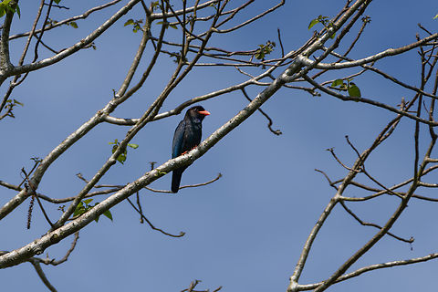 Dollarbird, Cat Tien National Park, Vietnam  Asia,Cat Tien National Park,Dollarbird,Dong Nai,Eurystomus orientalis,Geotagged,Spring,Vietnam,Vietnam 2025,Đồng Nai