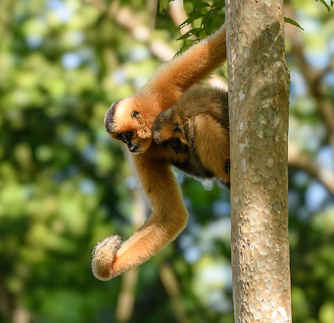 Southern Yellow-cheeked Gibbon, Cat Tien National Park, Vietnam Mother and baby.

Photographed from the Rescue Center inside Cat Tien National Park. This species can also be found in the wild in the park. It is easily heard because of its loud vocalization. Asia,Cat Tien National Park,Dong Nai,Geotagged,Nomascus gabriellae,Southern Yellow-cheeked Gibbon,Spring,Vietnam,Vietnam 2025,Đồng Nai