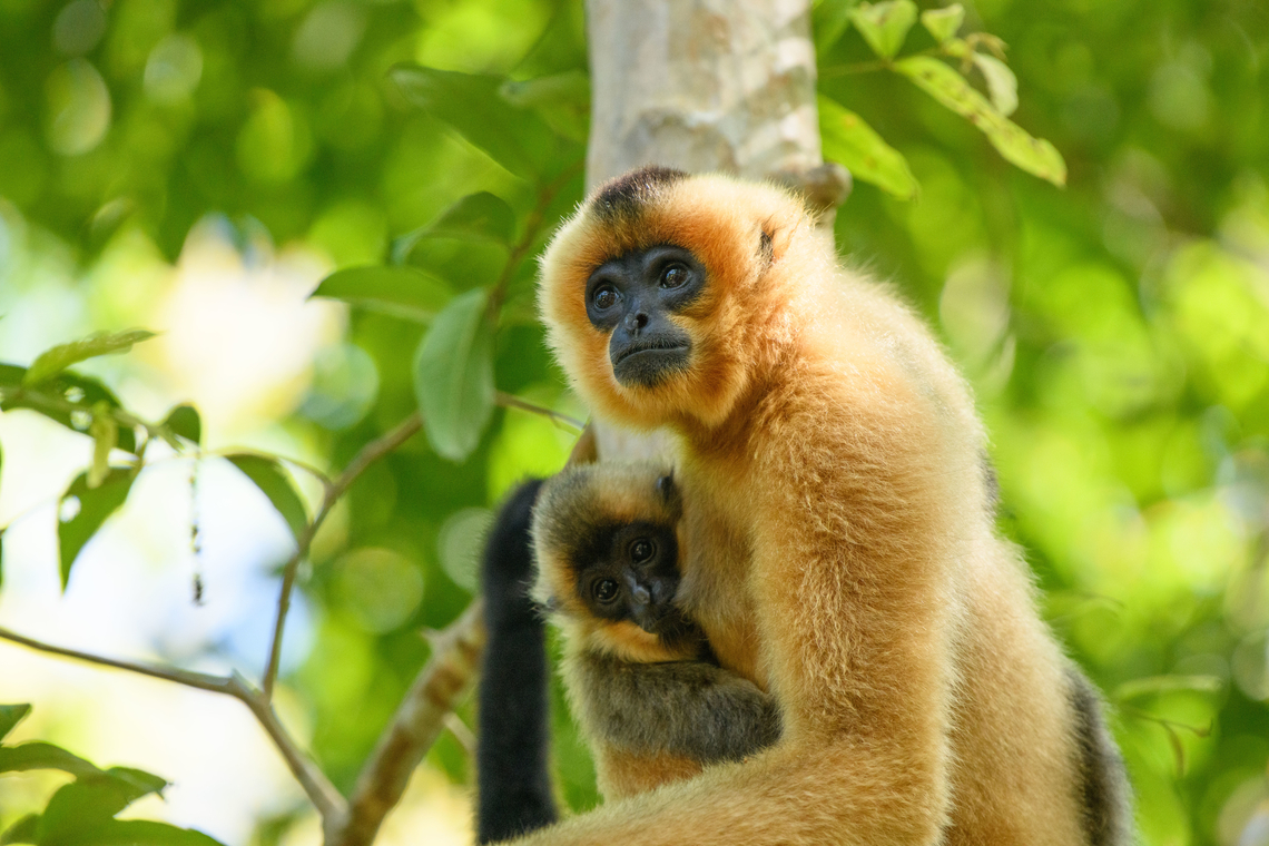 Southern Yellow-cheeked Gibbon, Cat Tien National Park, Vietnam Mother and baby.<br />
<br />
Photographed from the Rescue Center inside Cat Tien National Park. This species can also be found in the wild in the park. It is easily heard because of its loud vocalization. Asia,Cat Tien National Park,Dong Nai,Geotagged,Nomascus gabriellae,Southern Yellow-cheeked Gibbon,Spring,Vietnam,Vietnam 2025,Đồng Nai