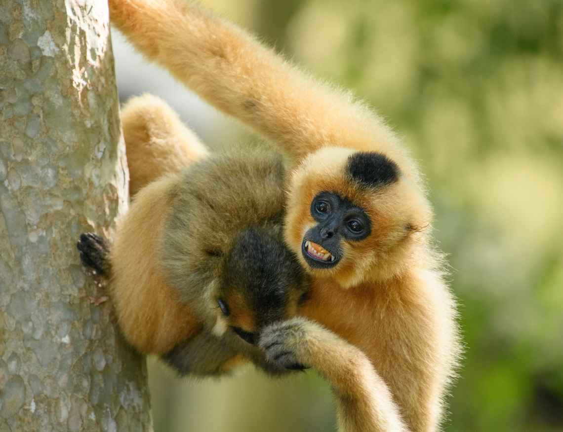 Southern Yellow-cheeked Gibbon, Cat Tien National Park, Vietnam Mother and baby. The mother is eating a fruit.<br />
<br />
Photographed from the Rescue Center inside Cat Tien National Park. This species can also be found in the wild in the park. It is easily heard because of its loud vocalization. Asia,Cat Tien National Park,Dong Nai,Geotagged,Nomascus gabriellae,Southern Yellow-cheeked Gibbon,Spring,Vietnam,Vietnam 2025,Đồng Nai
