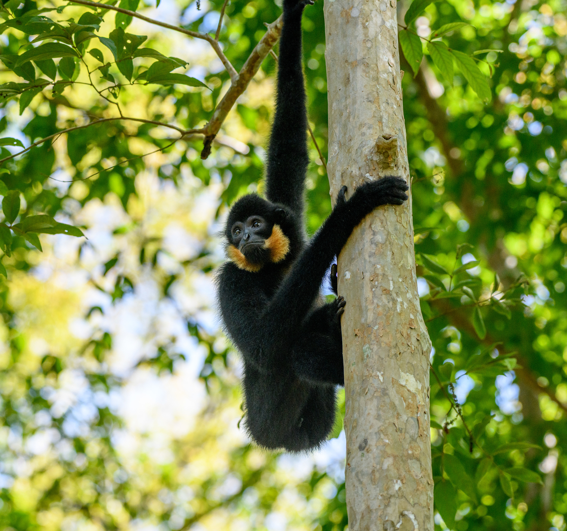Southern Yellow-cheeked Gibbon, Cat Tien National Park, Vietnam Male. Only males have the golden cheeks. Black fur alone is no reliable indicater of the species&#039; sex. Females are born blonde, then turn black, then turn blonde again at sexual maturity.<br />
<br />
Photographed from the Rescue Center inside Cat Tien National Park. This species can also be found in the wild in the park. It is easily heard because of its loud vocalization. Asia,Cat Tien National Park,Dong Nai,Geotagged,Nomascus gabriellae,Southern Yellow-cheeked Gibbon,Spring,Vietnam,Vietnam 2025,Đồng Nai