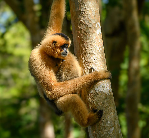 Southern Yellow-cheeked Gibbon, Cat Tien National Park, Vietnam Mother and baby. Asia,Cat Tien National Park,Dong Nai,Geotagged,Nomascus gabriellae,Southern Yellow-cheeked Gibbon,Spring,Vietnam,Vietnam 2025,Đồng Nai
