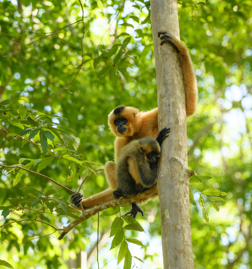 Southern Yellow-cheeked Gibbon, Cat Tien National Park, Vietnam Mother and baby. Asia,Cat Tien National Park,Dong Nai,Geotagged,Nomascus gabriellae,Southern Yellow-cheeked Gibbon,Spring,Vietnam,Vietnam 2025,Đồng Nai