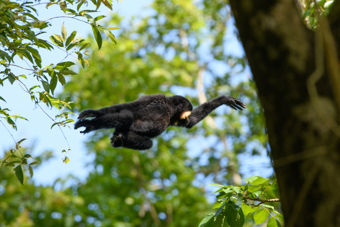 Southern Yellow-cheeked Gibbon, Cat Tien National Park, Vietnam Male leaping between trees. Asia,Cat Tien National Park,Dong Nai,Geotagged,Nomascus gabriellae,Southern Yellow-cheeked Gibbon,Spring,Vietnam,Vietnam 2025,Đồng Nai