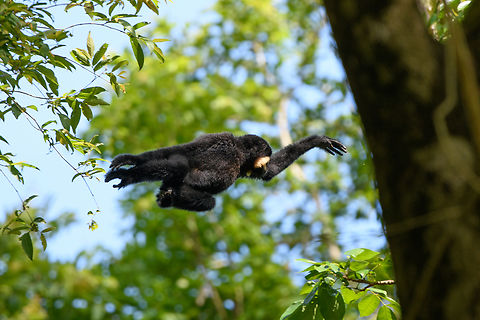 Southern Yellow-cheeked Gibbon, Cat Tien National Park, Vietnam Male leaping between trees. Asia,Cat Tien National Park,Dong Nai,Geotagged,Nomascus gabriellae,Southern Yellow-cheeked Gibbon,Spring,Vietnam,Vietnam 2025,Đồng Nai