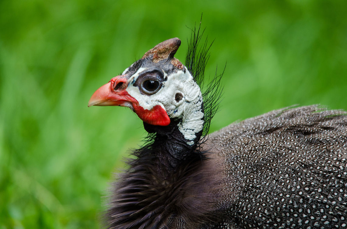 Helmeted Guineafowl head closeup - Epe Zoo All birds come from dinosaurs :) Epe,Europe,Geotagged,Helmeted Guineafowl,Netherlands,Numida meleagris,The Netherlands,Wissel