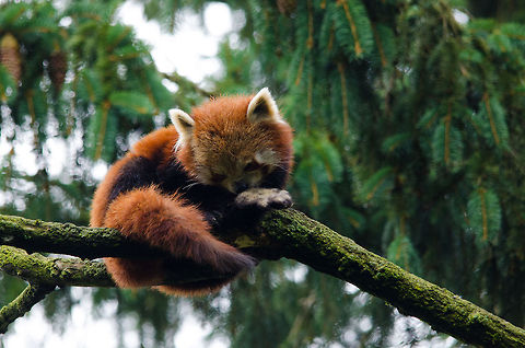 Red Panda closeup, Epe Zoo  Ailurus fulgens,Epe,Europe,Geotagged,Netherlands,Red panda,The Netherlands,Wissel