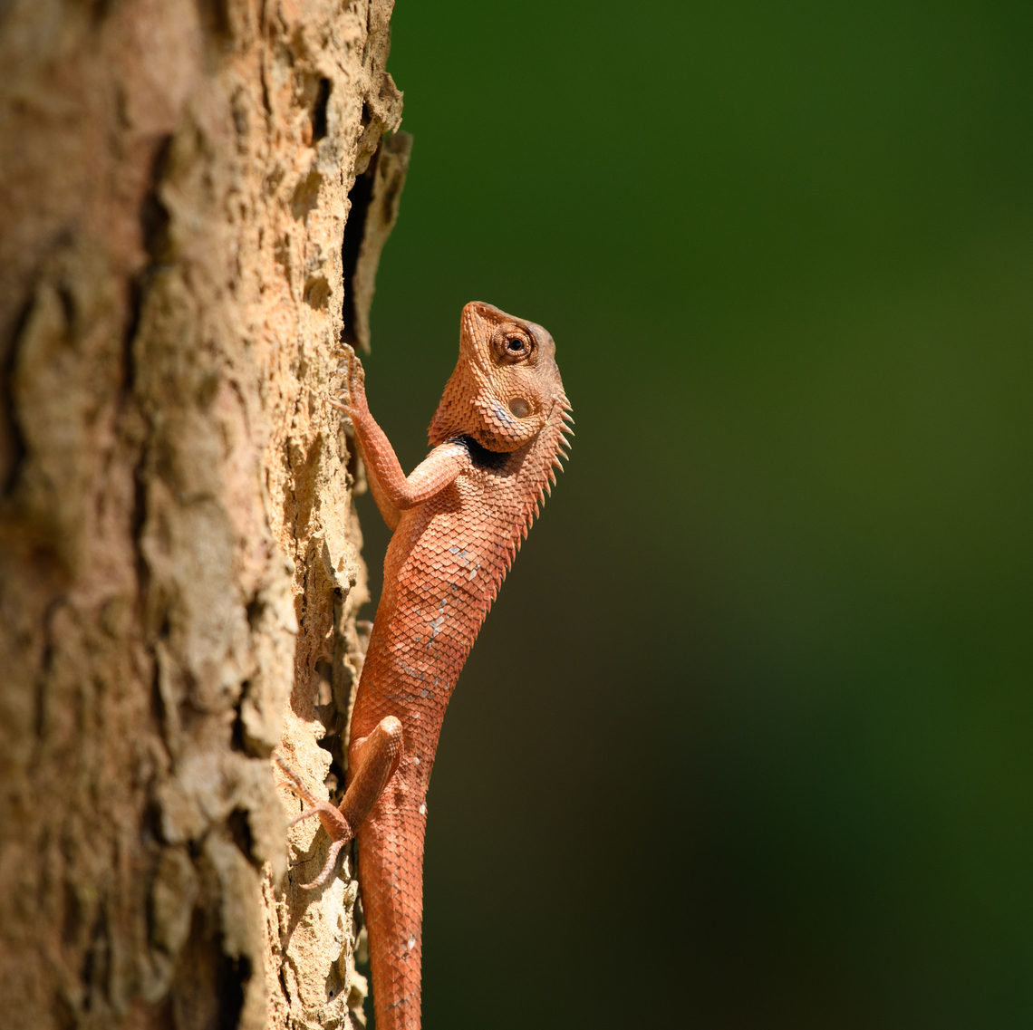 Oriental Garden Lizard, Cat Tien National Park, Vietnam  Asia,Calotes versicolor,Cat Tien National Park,Dong Nai,Geotagged,Oriental Garden Lizard,Spring,Vietnam,Vietnam 2025,Đồng Nai