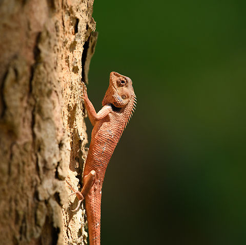 Oriental Garden Lizard, Cat Tien National Park, Vietnam  Asia,Calotes versicolor,Cat Tien National Park,Dong Nai,Geotagged,Oriental Garden Lizard,Spring,Vietnam,Vietnam 2025,Đồng Nai