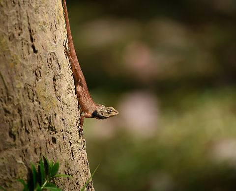 Oriental Garden Lizard, Cat Tien National Park, Vietnam  Asia,Calotes versicolor,Cat Tien National Park,Dong Nai,Geotagged,Oriental Garden Lizard,Spring,Vietnam,Vietnam 2025,Đồng Nai