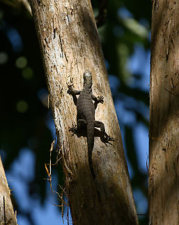 Clouded Monitor, Cat Tien National Park, Vietnam  Asia,Cat Tien National Park,Clouded monitor,Dong Nai,Geotagged,Spring,Varanus nebulosus,Vietnam,Vietnam 2025,Đồng Nai