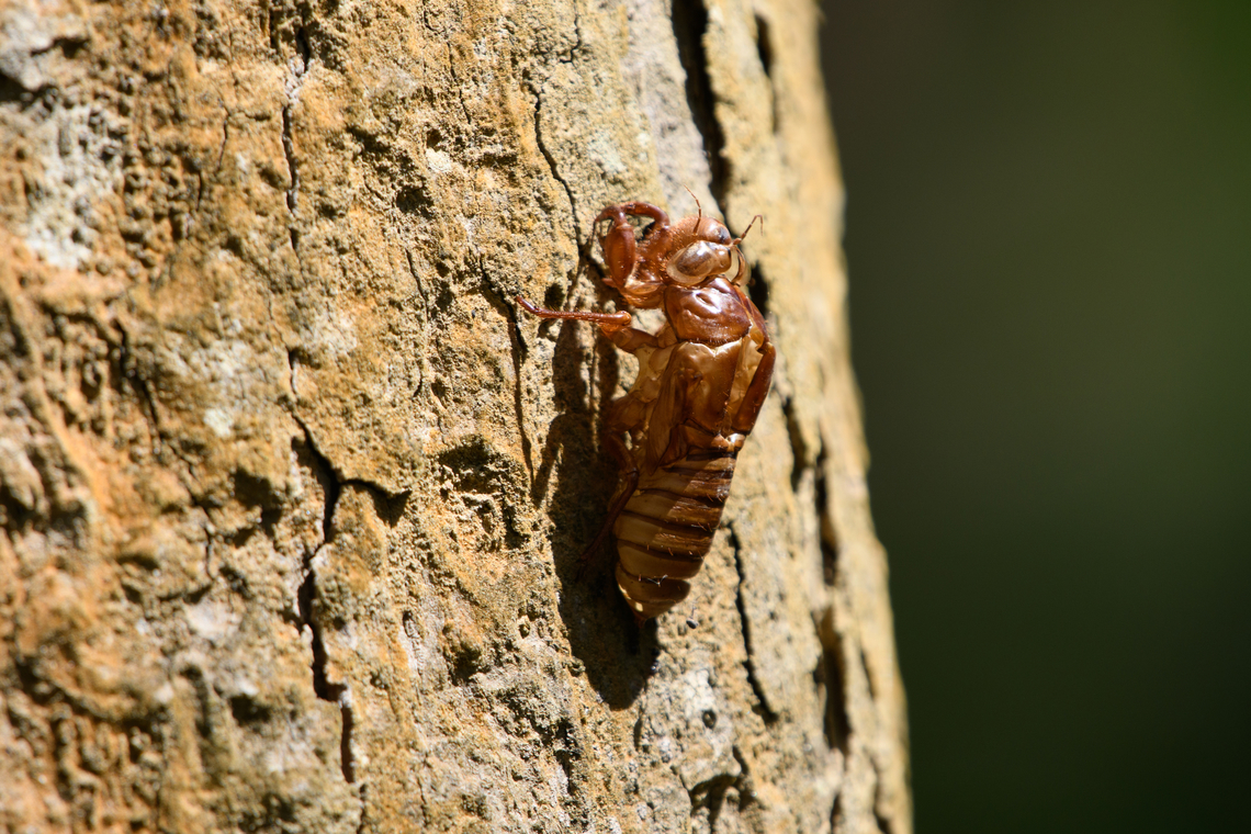 Cicada exuviae, Cat Tien National Park, Vietnam  Asia,Cat Tien National Park,Dong Nai,Geotagged,Spring,Vietnam,Vietnam 2025,Đồng Nai