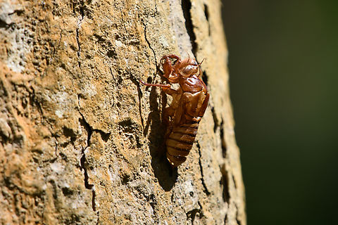 Cicada exuviae, Cat Tien National Park, Vietnam  Asia,Cat Tien National Park,Dong Nai,Geotagged,Spring,Vietnam,Vietnam 2025,Đồng Nai