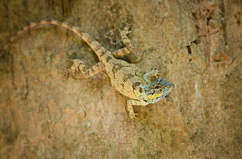 Vietnamese Blue Crested Lizard, Cat Tien National Park, Vietnam  Asia,Calotes bachae,Cat Tien National Park,Dong Nai,Geotagged,Spring,Vietnam,Vietnam 2025,Vietnamese Blue Crested Lizard,Đồng Nai