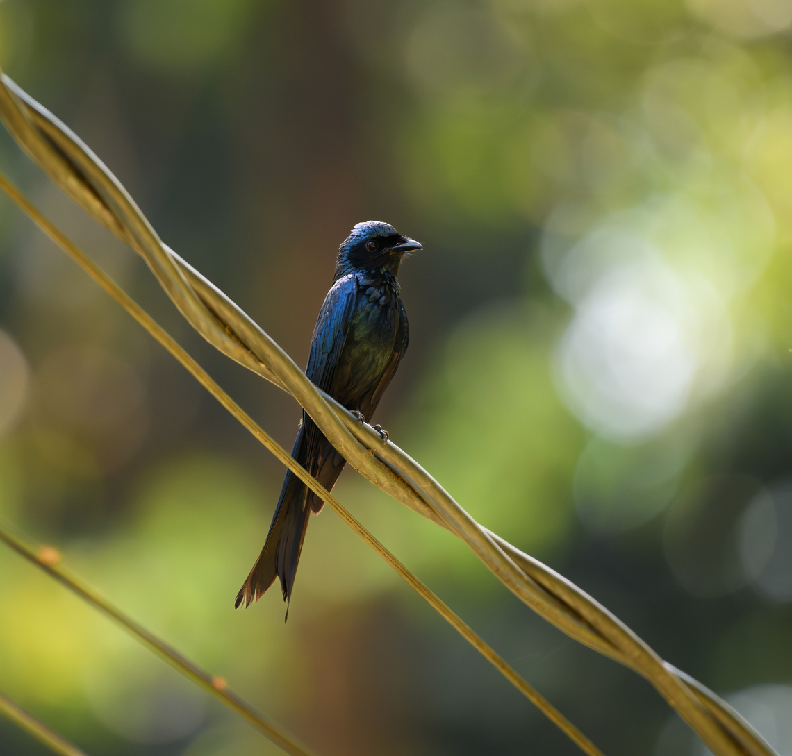 Bronzed Drongo, Cat Tien National Park, Vietnam  Asia,Bronzed Drongo,Cat Tien National Park,Dicrurus aeneus,Dong Nai,Geotagged,Spring,Vietnam,Vietnam 2025,Đồng Nai
