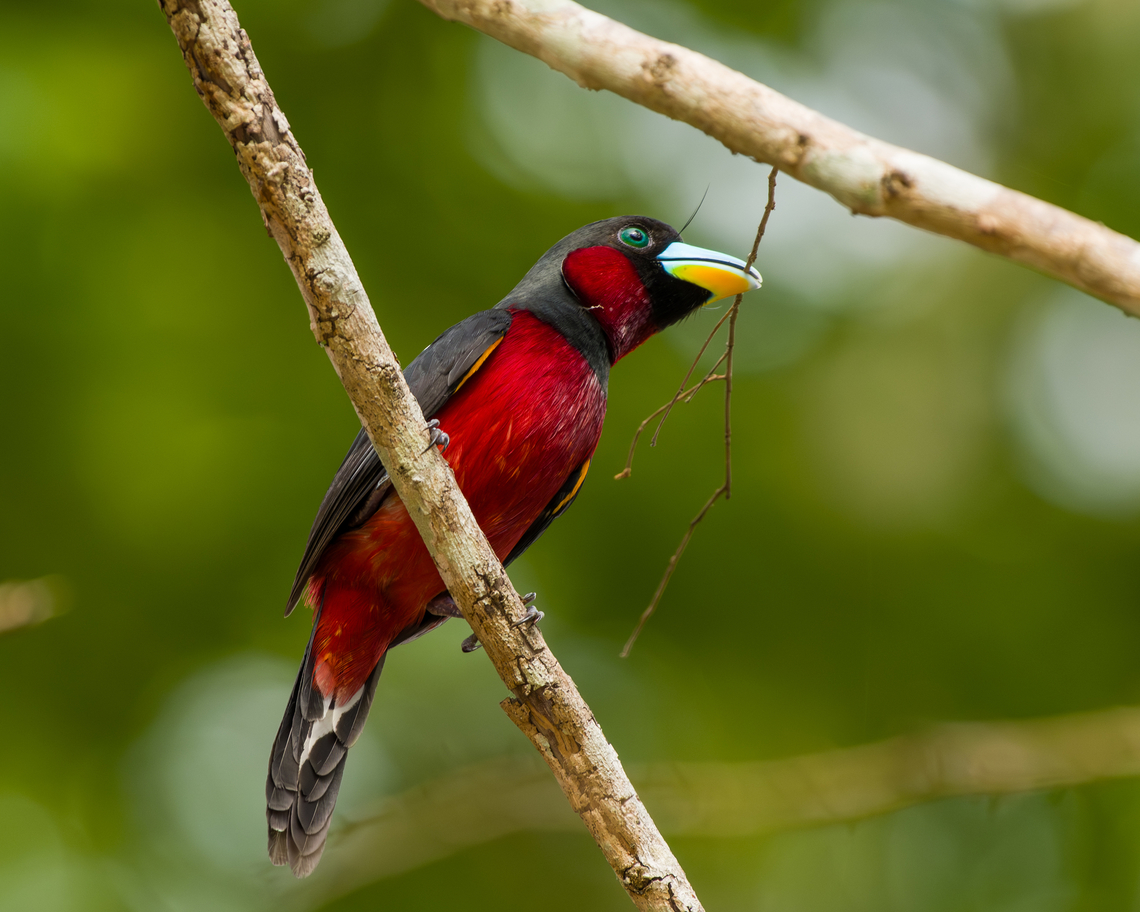 Black-and-red Broadbill building nest, Cat Tien National Park, Vietnam  Asia,Black-and-red Broadbill,Cat Tien National Park,Cymbirhynchus macrorhynchos,Dong Nai,Geotagged,Spring,Vietnam,Vietnam 2025,Đồng Nai
