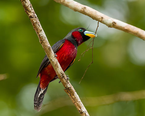 Black-and-red Broadbill building nest, Cat Tien National Park, Vietnam  Asia,Black-and-red Broadbill,Cat Tien National Park,Cymbirhynchus macrorhynchos,Dong Nai,Geotagged,Spring,Vietnam,Vietnam 2025,Đồng Nai