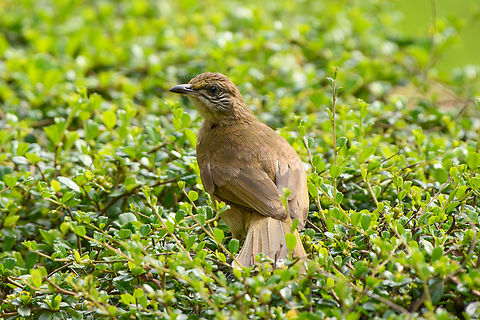 Streak-eared Bulbul, Cat Tien National Park, Vietnam  Asia,Cat Tien National Park,Dong Nai,Geotagged,Pycnonotus conradi,Spring,Streak-eared Bulbul,Vietnam,Vietnam 2025,Đồng Nai