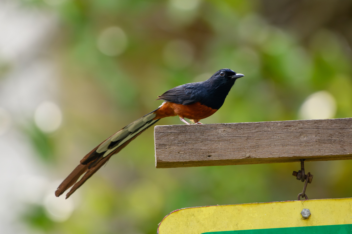 White-rumped Sham, Cat Tien National Park, Vietnam  Asia,Cat Tien National Park,Copsychus malabaricus,Dong Nai,Geotagged,Spring,Vietnam,Vietnam 2025,White-rumped Shama,Đồng Nai