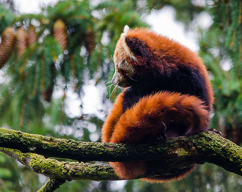 Red Panda in high tree, Epe Zoo Somehow this reminds me of the Firefox logo. Ailurus fulgens,Epe,Europe,Geotagged,Netherlands,Red panda,The Netherlands,Wissel