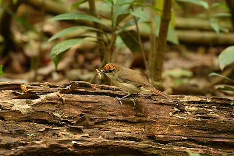 Scaly-crowned Babbler, Cat Tien National Park, Vietnam  Asia,Cat Tien National Park,Dong Nai,Geotagged,Malacopteron cinereum,Scaly-crowned Babbler,Spring,Vietnam,Vietnam 2025,Đồng Nai