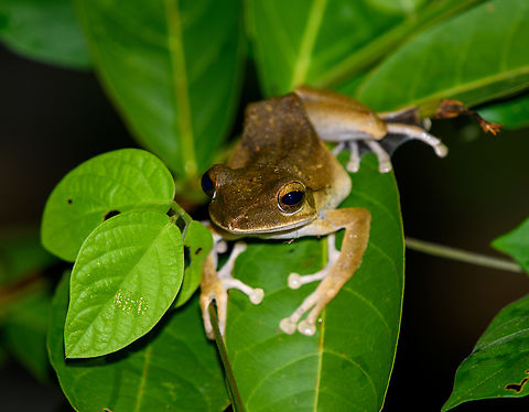 Spot-legged Tree Frog, Cat Tien National Park, Vietnam  Asia,Cat Tien National Park,Dong Nai,Geotagged,Polypedates megacephalus,Spot-legged Tree Frog,Spring,Vietnam,Vietnam 2025,Đồng Nai