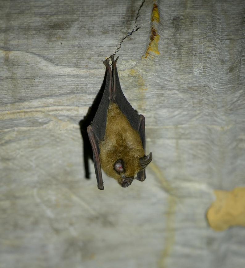 Woolly Horseshoe Bat, Cat Tien National Park, Vietnam Tentative ID. Asia,Cat Tien National Park,Dong Nai,Geotagged,Rhinolophus luctus,Spring,Vietnam,Vietnam 2025,Woolly horseshoe bat,Đồng Nai