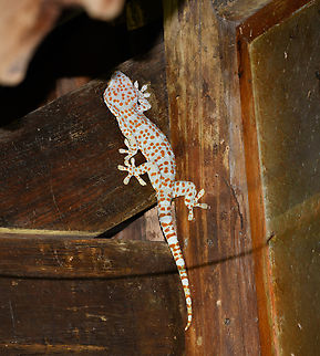 Tokay gecko, Cat Tien National Park, Vietnam  Asia,Cat Tien National Park,Dong Nai,Gekko gecko,Geotagged,Spring,Tokay gecko,Vietnam,Vietnam 2025,Đồng Nai