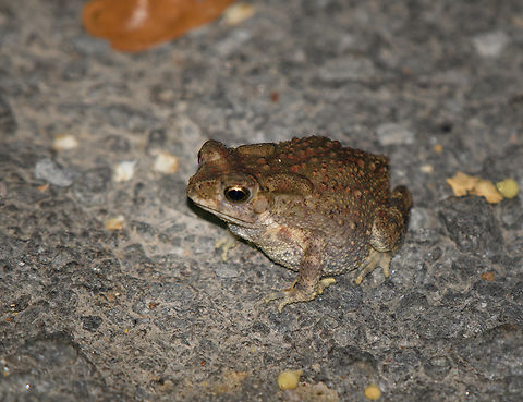 Asian Common Toad, Cat Tien National Park, Vietnam  Asia,Asian Common Toad,Cat Tien National Park,Dong Nai,Duttaphrynus melanostictus,Geotagged,Spring,Vietnam,Vietnam 2025,Đồng Nai