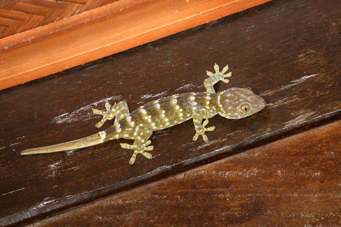 Tokay gecko, Cat Tien National Park, Vietnam  Asia,Cat Tien National Park,Dong Nai,Gekko gecko,Geotagged,Spring,Tokay gecko,Vietnam,Vietnam 2025,Đồng Nai