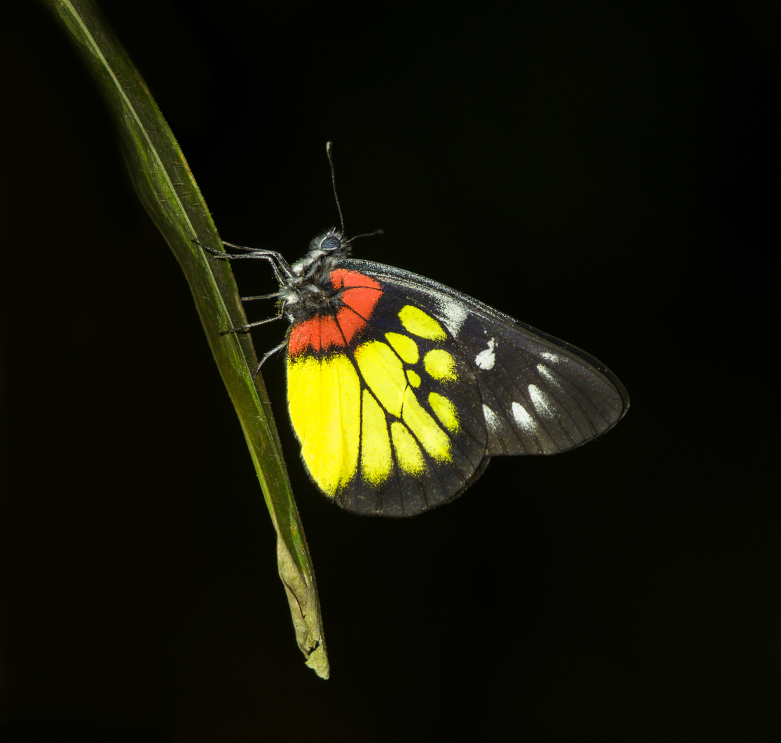 Red-based Jezebel  Asia,Cat Tien National Park,Delias mysis,Delias pasithoe,Dong Nai,Geotagged,Redbase Jezebel,Spring,Vietnam,Vietnam 2025,Đồng Nai