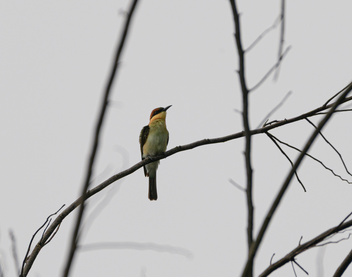 Chestnut-headed Bee-Eater, Cat Tien National Park, Vietnam  Asia,Cat Tien National Park,Chesnut headed bee eater,Dong Nai,Geotagged,Merops leschenaulti,Spring,Vietnam,Vietnam 2025,Đồng Nai