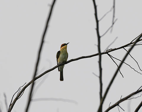 Chestnut-headed Bee-Eater, Cat Tien National Park, Vietnam  Asia,Cat Tien National Park,Chesnut headed bee eater,Dong Nai,Geotagged,Merops leschenaulti,Spring,Vietnam,Vietnam 2025,Đồng Nai