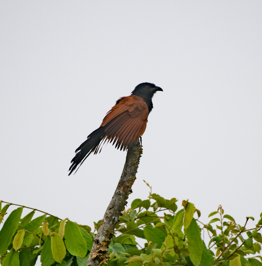 Greater Coucal, Cat Tien National Park, Vietnam  Asia,Cat Tien National Park,Centropus sinensis,Dong Nai,Geotagged,Greater Coucal,Spring,Vietnam,Vietnam 2025,Đồng Nai
