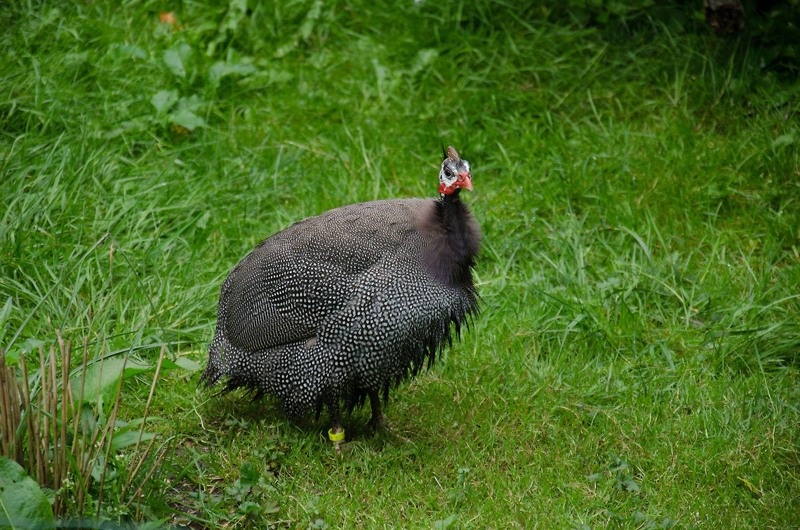 Helmeted Guineafowl (full body view), Epe Zoo  Europe,Helmeted Guineafowl,Netherlands,Numida meleagris,Wissel
