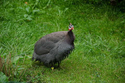 Helmeted Guineafowl (full body view), Epe Zoo  Europe,Helmeted Guineafowl,Netherlands,Numida meleagris,Wissel