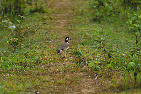 Red-wattled Lapwing, Cat Tien National Park, Vietnam  Asia,Cat Tien National Park,Dong Nai,Geotagged,Red Wattl,Spring,Vanellus indicus,Vietnam,Vietnam 2025,Đồng Nai