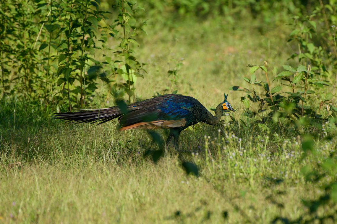 Green Peafowl, Cat Tien National Park, Vietnam Uncommon to see in the wild in Vietnam as populations are tiny and fragmented. Asia,Cat Tien National Park,Dong Nai,Geotagged,Green peafowl,Pavo muticus,Spring,Vietnam,Vietnam 2025,Đồng Nai