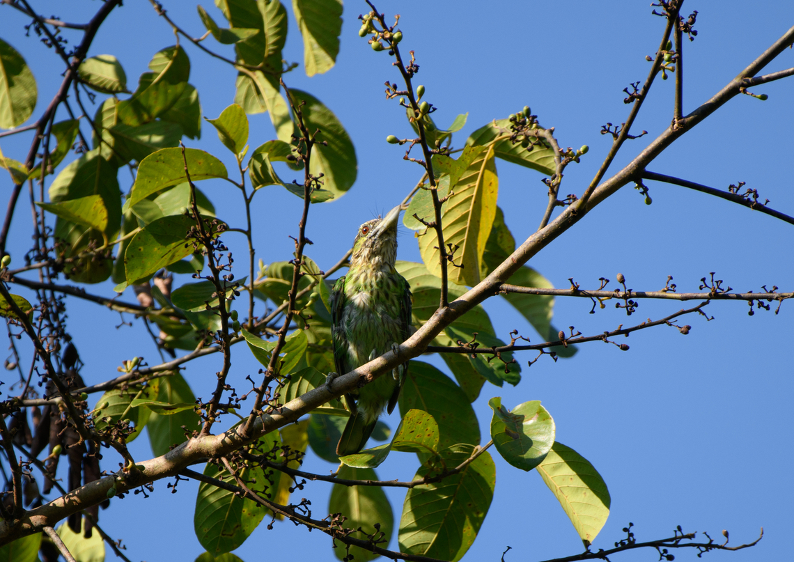 Green-eared Barbet, Cat Tien National Park, Vietnam  Asia,Cat Tien National Park,Dong Nai,Geotagged,Psilopogon faiostrictus,Spring,Vietnam,Vietnam 2025,green-eared barbet,Đồng Nai