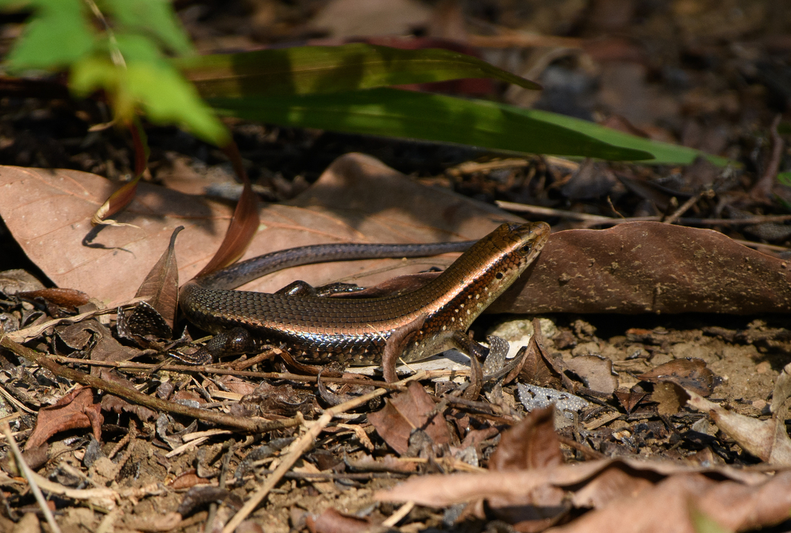 Bronze Mabuya, Cat Tien National Park, Vietnam  Asia,Bronze Mabuya,Cat Tien National Park,Dong Nai,Eutropis macularia,Geotagged,Spring,Vietnam,Vietnam 2025,Đồng Nai