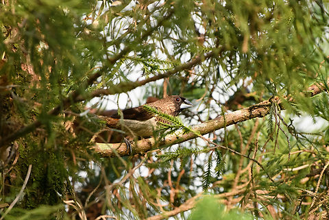 White-rumped Munia, Cat Tien National Park, Vietnam  Asia,Cat Tien National Park,Dong Nai,Geotagged,Lonchura striata,Spring,Vietnam,Vietnam 2025,White-rumped munia,Đồng Nai