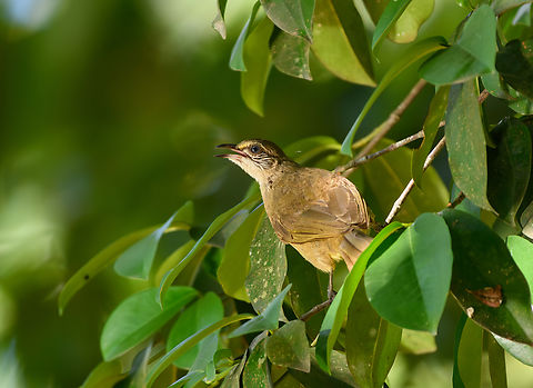 Streak-eared Bulbul, Cat Tien National Park, Vietnam  Asia,Cat Tien National Park,Dong Nai,Geotagged,Pycnonotus conradi,Spring,Streak-eared Bulbul,Vietnam,Vietnam 2025,Đồng Nai