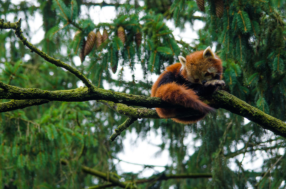 Red Panda grooming in tree, Epe Zoo "Fr&eacute;d&eacute;ric Cuvier first described the western red panda Ailurus fulgens fulgens in 1825, 48 years before the black-and-white bear was cataloged. After examining a red panda, he said it was the most beautiful animal he had ever seen" - <a href="http://animals.sandiegozoo.org/animals/red-panda" rel="nofollow">http://animals.sandiegozoo.org/animals/red-panda</a> Ailurus fulgens,Epe,Europe,Geotagged,Netherlands,Red panda,The Netherlands,Wissel