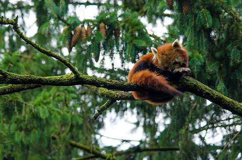 Red Panda grooming in tree, Epe Zoo "Frédéric Cuvier first described the western red panda Ailurus fulgens fulgens in 1825, 48 years before the black-and-white bear was cataloged. After examining a red panda, he said it was the most beautiful animal he had ever seen" - http://animals.sandiegozoo.org/animals/red-panda Ailurus fulgens,Epe,Europe,Geotagged,Netherlands,Red panda,The Netherlands,Wissel