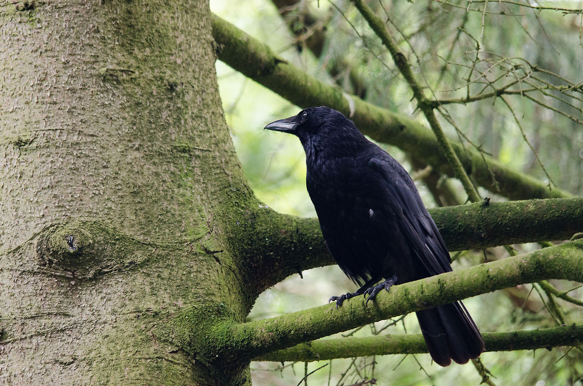 Carrion Crow, Epe Zoo Probably not part of the zoo portfolio. Carrion Crow,Corvus corone,Epe,Europe,Netherlands,Wissel