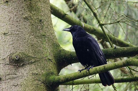 Carrion Crow, Epe Zoo Probably not part of the zoo portfolio. Carrion Crow,Corvus corone,Epe,Europe,Netherlands,Wissel
