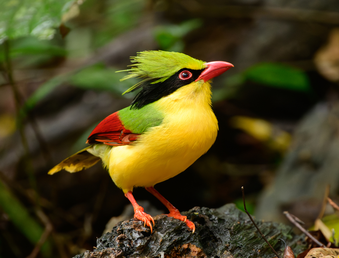 Indochinese green magpie, Lâm Đồng, Vietnam Eye-catching magpie photographed from a hide.<br />
<figure class="photo"><a href="https://www.jungledragon.com/image/171488/indochinese_green_magpie_lm_ng_vietnam.html" title="Indochinese green magpie, L&acirc;m Đồng, Vietnam"><img src="https://s3.amazonaws.com/media.jungledragon.com/images/2/171488_thumb.jpg?AWSAccessKeyId=05GMT0V3GWVNE7GGM1R2&Expires=1767225610&Signature=z15P7cprt4PeTfZojozM9YnY6HU%3D" width="200" height="134" alt="Indochinese green magpie, L&acirc;m Đồng, Vietnam Eye-catching magpie photographed from a hide.<br />
https://www.jungledragon.com/image/171489/indochinese_green_magpie_lm_ng_vietnam.html<br />
https://www.jungledragon.com/image/171487/indochinese_green_magpie_lm_ng_vietnam.html Asia,Cissa hypoleuca,Di Linh,Indochinese Green Magpie,L&acirc;m Đồng,Vietnam,Vietnam 2025" /></a></figure><br />
<figure class="photo"><a href="https://www.jungledragon.com/image/171489/indochinese_green_magpie_lm_ng_vietnam.html" title="Indochinese green magpie, L&acirc;m Đồng, Vietnam"><img src="https://s3.amazonaws.com/media.jungledragon.com/images/2/171489_thumb.jpg?AWSAccessKeyId=05GMT0V3GWVNE7GGM1R2&Expires=1767225610&Signature=A%2BjRQT2lMxjQlPgO8rE75HV5ctM%3D" width="200" height="144" alt="Indochinese green magpie, L&acirc;m Đồng, Vietnam Eye-catching magpie photographed from a hide.<br />
https://www.jungledragon.com/image/171488/indochinese_green_magpie_lm_ng_vietnam.html<br />
https://www.jungledragon.com/image/171487/indochinese_green_magpie_lm_ng_vietnam.html Asia,Cissa hypoleuca,Di Linh,Indochinese green magpie,L&acirc;m Đồng,Vietnam,Vietnam 2025" /></a></figure> Asia,Cissa hypoleuca,Di Linh,Indochinese Green Magpie,Lâm Đồng,Vietnam,Vietnam 2025