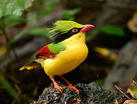 Indochinese green magpie, Lâm Đồng, Vietnam Eye-catching magpie photographed from a hide.<br />
https://www.jungledragon.com/image/171488/indochinese_green_magpie_lm_ng_vietnam.html<br />
https://www.jungledragon.com/image/171489/indochinese_green_magpie_lm_ng_vietnam.html Asia,Cissa hypoleuca,Di Linh,Indochinese Green Magpie,Lâm Đồng,Vietnam,Vietnam 2025