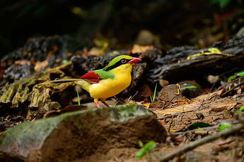 Indochinese green magpie, Lâm Đồng, Vietnam Eye-catching magpie photographed from a hide.
https://www.jungledragon.com/image/171489/indochinese_green_magpie_lm_ng_vietnam.html
https://www.jungledragon.com/image/171487/indochinese_green_magpie_lm_ng_vietnam.html Asia,Cissa hypoleuca,Di Linh,Indochinese Green Magpie,Lâm Đồng,Vietnam,Vietnam 2025